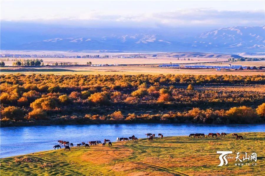 新疆,嘉宾云集,观众热情如火